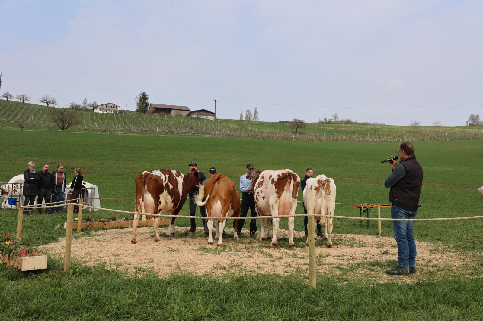 Viehschau Hegauer Dorfjugend 2025