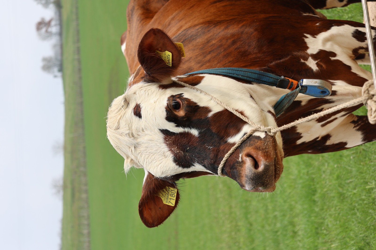 Viehschau Hegauer Dorfjugend 2025