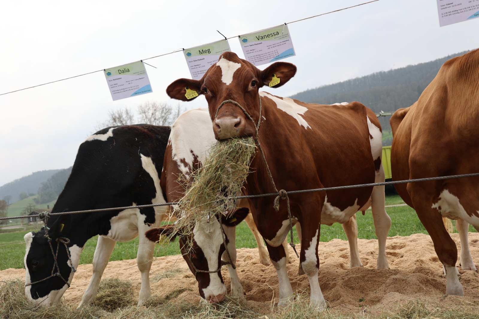 Viehschau Hegauer Dorfjugend 2025